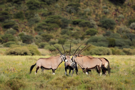 Gemsbok antelopes (Oryx gazella) in natural habitat, Mokala National Park, South Africaの写真素材