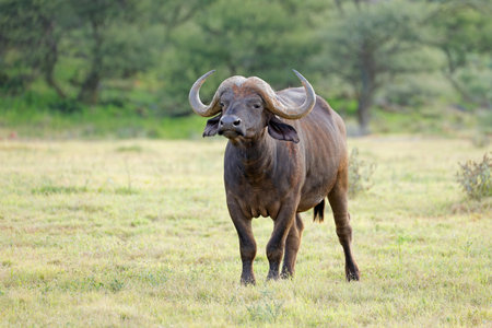An African buffalo (Syncerus caffer) in natural habitat, Mokala 