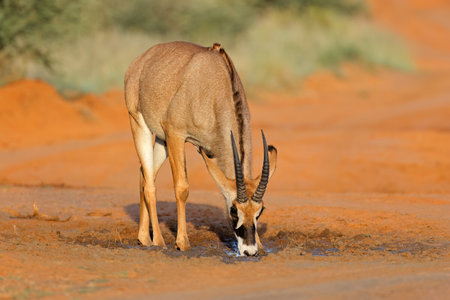 A rare roan antelope (Hippotragus equinus) in natural habitat, Mokala National Park, South Africaの写真素材