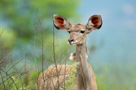 Portrait of a female kudu antelope (Tragelaphus strepsiceros), Kruger National Park, South Africaの写真素材