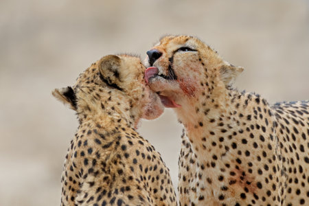 Pair of cheetahs (Acinonyx jubatus) grooming each other after feeding, Kalahari desert, South Africaの写真素材