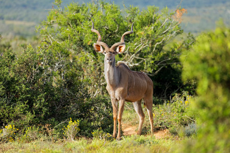 Male kudu antelope (Tragelaphus strepsiceros) in natural habitat, Addo Elephant National Park, South Africaの写真素材