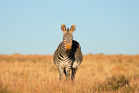 Cape mountain zebra (Equus zebra) in natural habitat, Mountain Zebra National Park, South Africaの写真素材