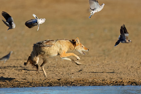 A black-backed jackal (Canis mesomelas) hunting doves at a waterhole, Kalahari desert, South Africaの写真素材