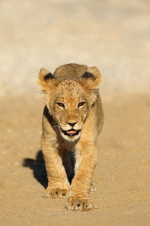 Small African lion cub (Panthera leo) walking, Kalahari desert, South Africaの写真素材