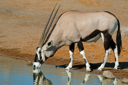 A gemsbok antelope (Oryx gazella) drinking water, Etosha National Park, Namibiaの写真素材