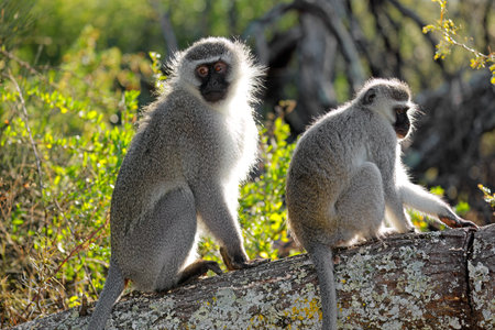 A pair of vervet monkeys (Cercopithecus aethiops) sitting in a tree, South Africaの写真素材
