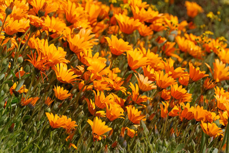 Colorful blooming Namaqualand daisies (Dimorphotheca sinuata), Northern Cape, South Africaの写真素材