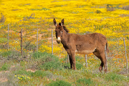 A free-range donkey standing in a field with yellow wild flowers, Namaqualand, South Africaの写真素材