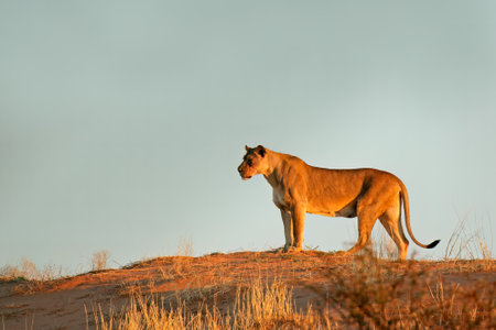 A lioness (Panthera leo) standing on a red sand dune, Kalahari desert, South Africaの写真素材