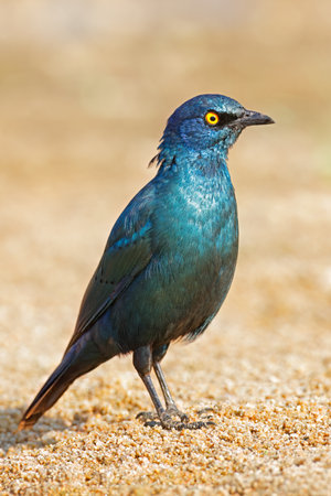 Alert greater blue-eared starlings (Lamprotornis chalybaeus), Kruger National Park, South Africaの写真素材
