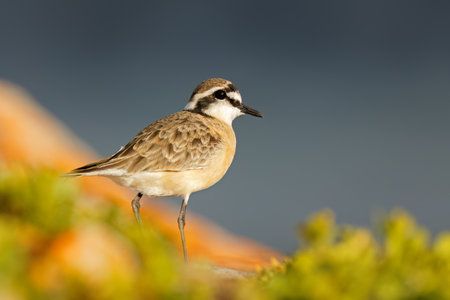 A kittlitzs plover (Charadrius pecuarius) perched on a coastal rock, South Africaの写真素材