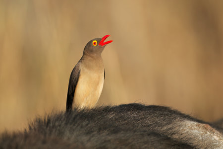 A red-billed oxpecker (Buphagus erythrorhynchus) on a buffalo, Kruger National Park, South Africaの写真素材