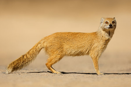 An alert yellow mongoose (Cynictus penicillata), Kalahari desert, South Africa