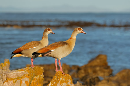 Egyptian geese (Alopochen aegyptiacus) perched on a coastal rock, South Africaの写真素材
