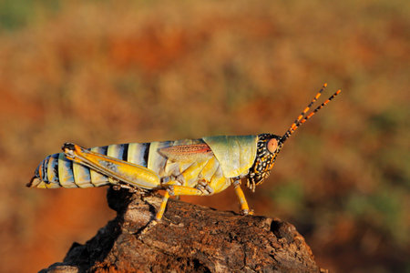 An elegant grasshopper (Zonocerus elegans) in natural habitat, South Africaの写真素材