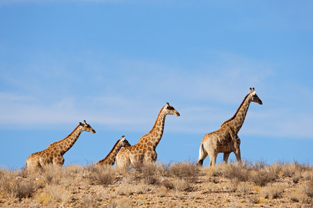 Giraffes (Giraffa camelopardalis) walking in arid environment, Kalahari desert, South Africaの写真素材