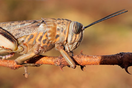 Close-up portrait of a brown locusts (Locustana pardalina) sitting on a branch, South Africaの写真素材