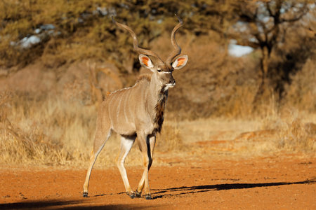 Male kudu antelope (Tragelaphus strepsiceros) in natural habitat, Mokala National Park, South Africaの写真素材