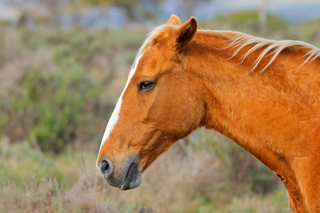 Portrait of a horse on a rural free-range farm, South Africaの写真素材