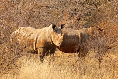 Endangered white rhinoceros (Ceratotherium simum) pair in natural habitat, South Africaの写真素材