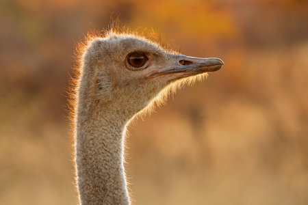 Close-up portrait of an ostrich (Struthio camelus) at sunset, South Africa