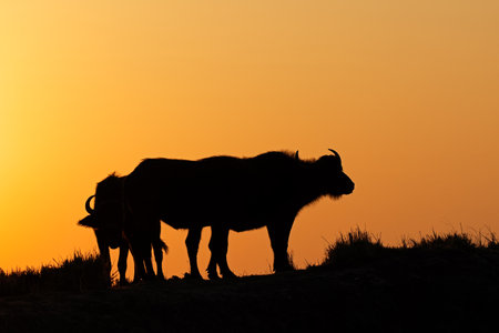 African buffaloes (Syncerus caffer) silhouetted against an orange sky at sunset, Chobe National Park, Botswanaの写真素材