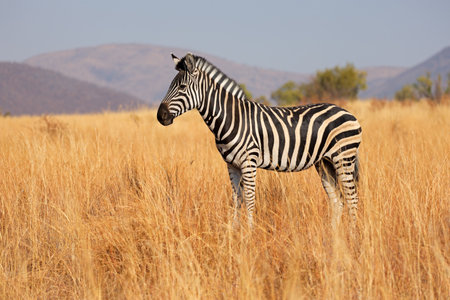 A plains zebra (Equus burchelli) standing in grassland, Pilanesberg National Park, South Africaの写真素材