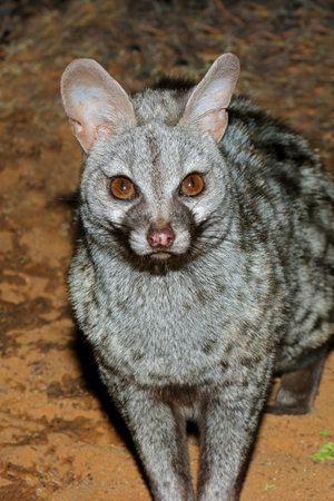 Portrait of a nocturnal large-spotted genet (Genetta tigrina), South Africaの写真素材