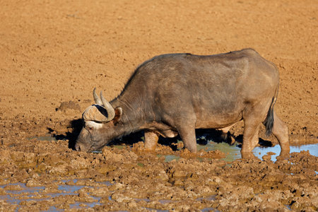 An African buffalo (Syncerus caffer) in a muddy waterhole, Mokala National Park, South Africa