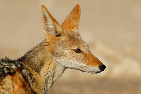 Portrait of a black-backed jackal (Canis mesomelas), Kalahari desert, South Africaの写真素材