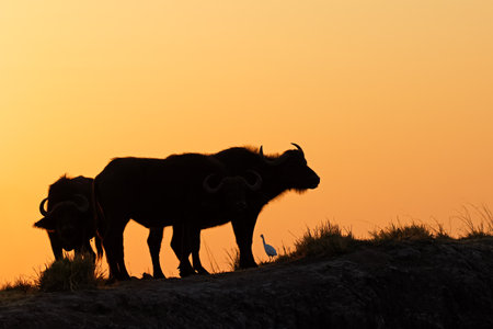 African buffaloes (Syncerus caffer) silhouetted against an orange sky at sunset, Chobe National Park, Botswanaの写真素材
