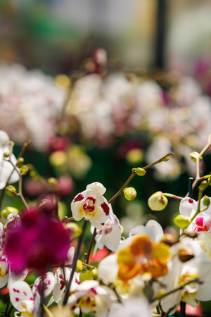 A mix of white and pink orchids arranged together, creating a soft and elegant floral compositionの写真素材