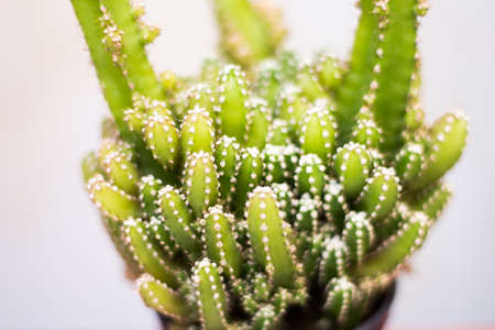 cactus on wood piece
