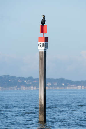 Arcachon Bay, France. Cormorant on the island of birdsの写真素材