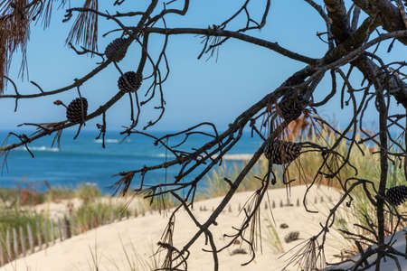Arcachon Bay, France. Pine tree on the dune of Pilat