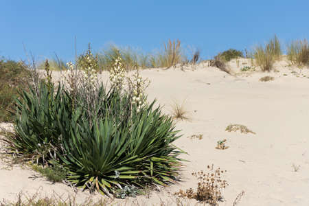 The dunes of Biscarrosse in the department of Landes, on the French Atlantic coastの写真素材