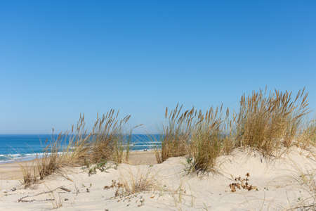 The dunes of Biscarrosse in the department of Landes, on the French Atlantic coast
