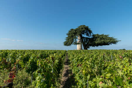 Old tower in the vineyards of the famous Medoc area, in Gironde, Franceの写真素材