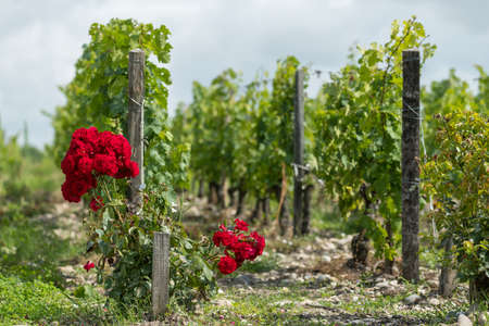 Vineyard of the Medoc area, in Gironde, Franceの写真素材