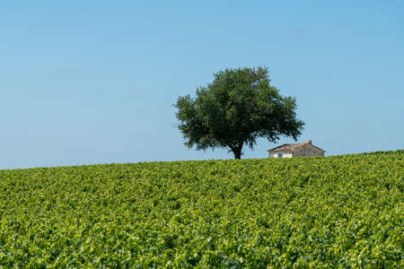 Vineyards of the Medoc area, in Gironde, Franceの写真素材