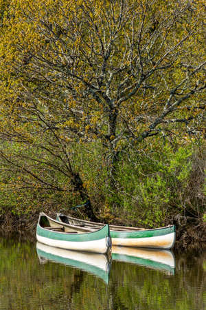 Arcachon Bay, France. Canoes on Leyre river in Le Teichの写真素材