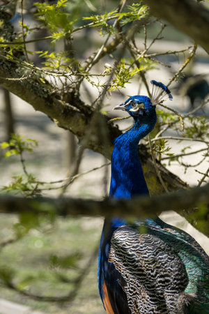 Oleron island in Charente-Maritime, France. A peacock in the nature reserve of the marshes of Oleronの写真素材