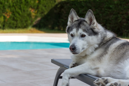 Siberian husky dog relaxing on a poolside terraceの写真素材