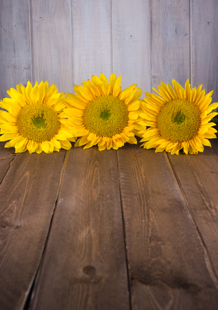 Three yellow sunflowers vertically oriented on vintage backdropの写真素材