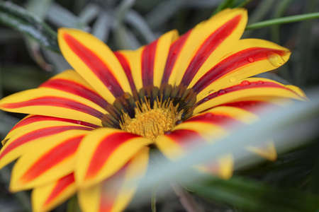 Orange and red flowerの写真素材