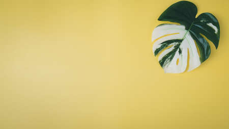 Top view of green tropical leaves on yellow background. Flat lay of home office desk, Minimal summer concept.の写真素材