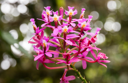 Pink orchid flower in the garden with bokeh background.の写真素材