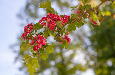Red flowers of hawthorn on the branches of a tree.の写真素材