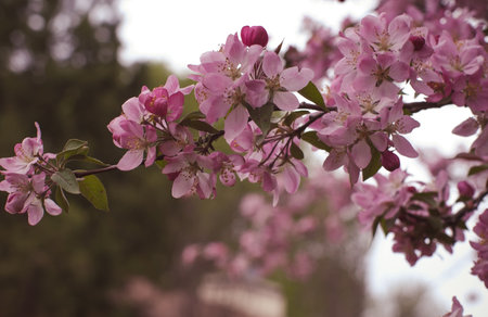Pink flowers of an apple tree on a spring day. Soft focus.の写真素材